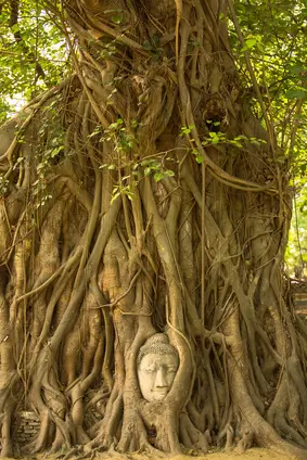 Buddha im Baum